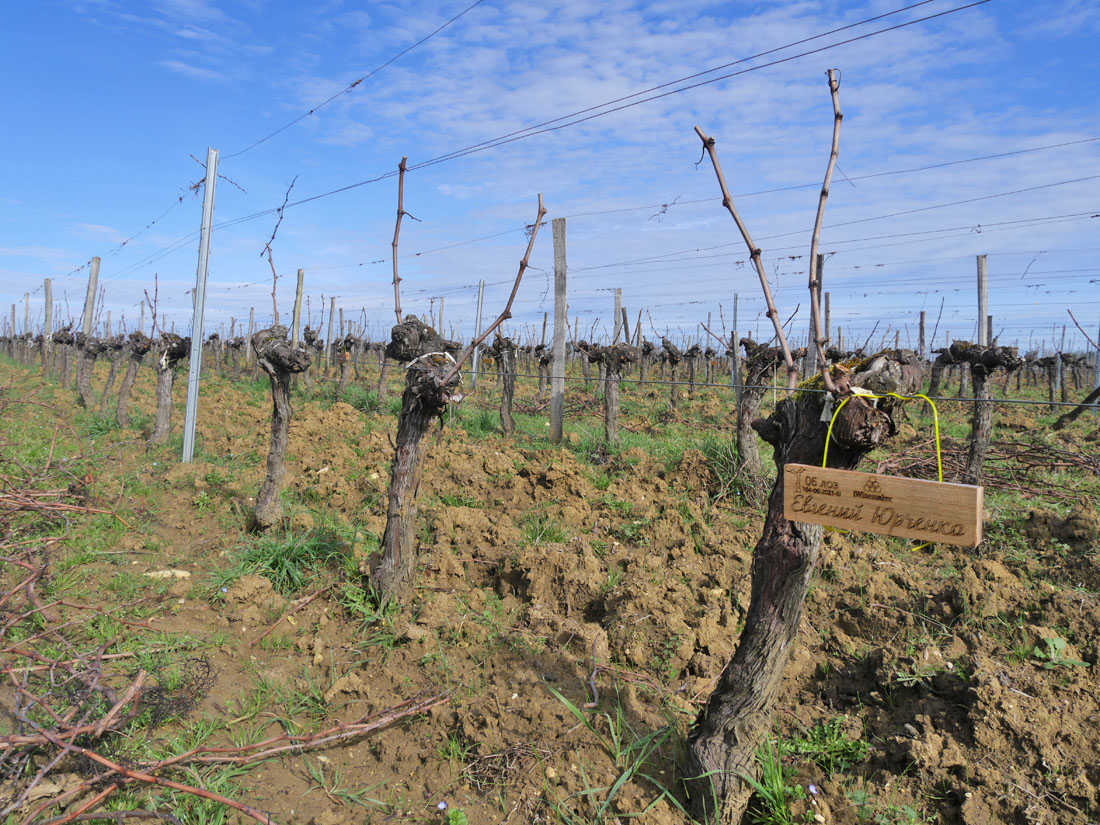 Виноградник на урожай